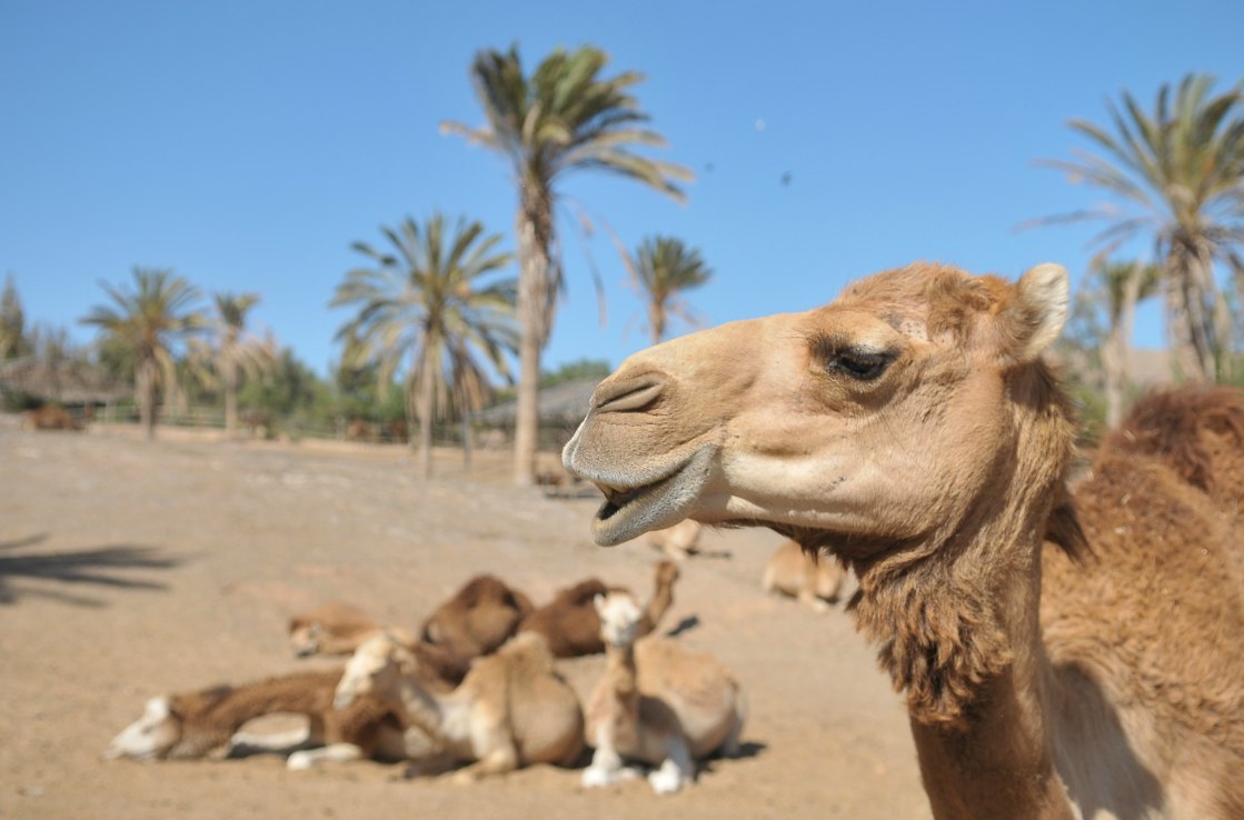 Fuerteventura Oasis Park